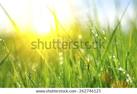 Grass. Fresh green spring grass with dew drops closeup. Sun. Soft Focus. Abstract Nature Background 