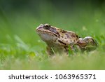 a grass frog