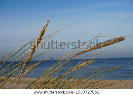 Similar – Image, Stock Photo marram grass Marram grass