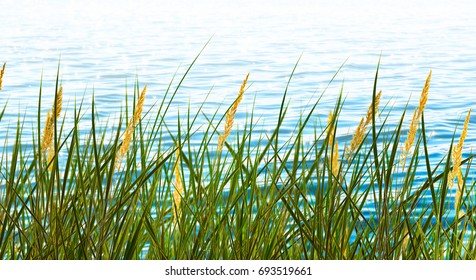 grass in front of the waterside