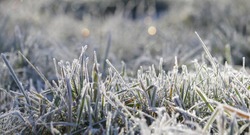 трава в морозе, утренний мороз