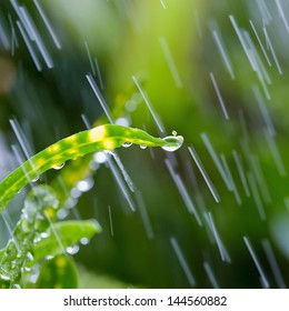 Grass In Garden For Rain