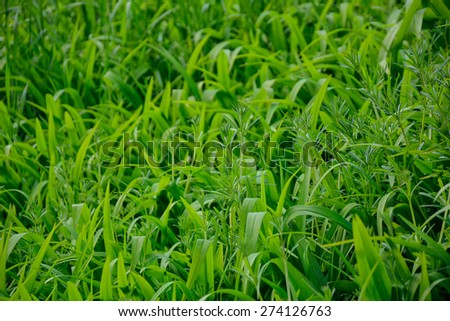 Grass green background Imagine de stoc © 