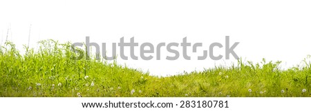 grass a green lawn on a white background