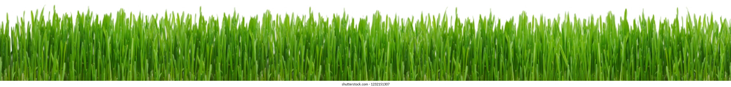 Grass green nature for head line or border line
