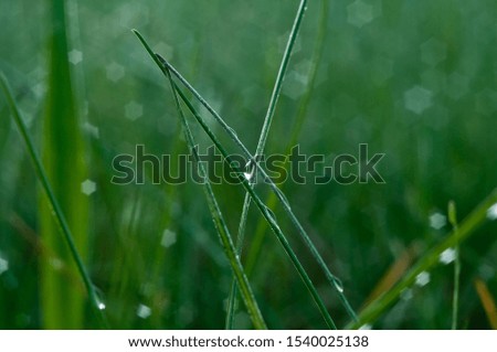 Similar – Foto Bild Erste Hoffnung Gras Halm