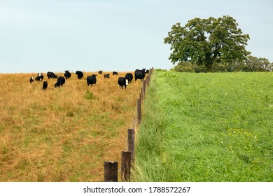 The grass is greener on the other side of the fence
