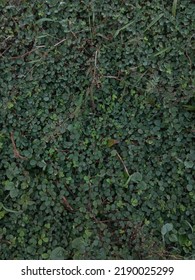 Grass Growing In An Abandoned Yard