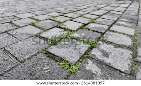 Grass growing between cobblestone pavement in a quiet street