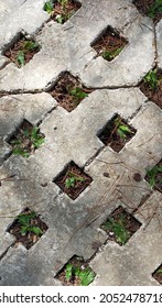 Grass Growing Inside The Paving Block