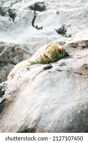 Grass Growing From Inside Rock.