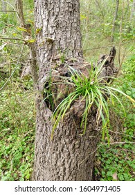 Grass Growing Inside Tree Knot