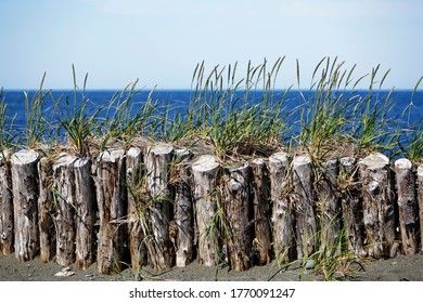 Grass Growing In Sand At A Wooden Barricade By The Ocean. 