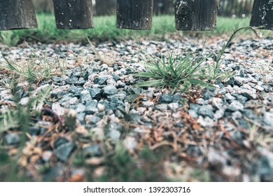 Grass Growing Through Pebbles Or Coarse Gravel Stones Below A Rustic Old Wooden Fence Surrounding A Lawn In Close Up Low Angle View