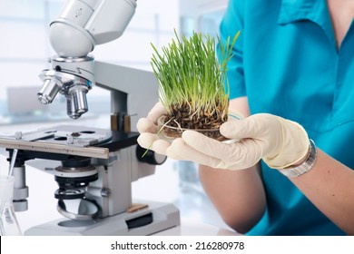 Grass grown in the laboratory