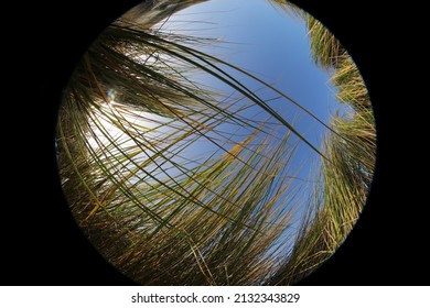 Grass Grows Chaotically On A Sandy Hill, Fisheye Lens Effect Landscape