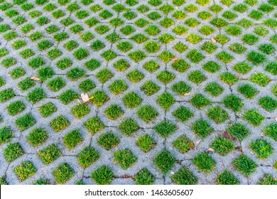 Grass Grows Through Pervious Pavement.