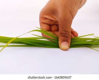 Grass in hand , Background fully white