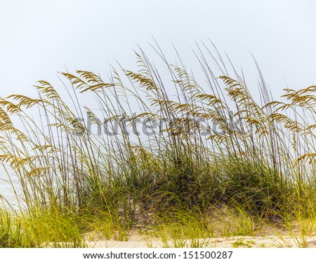 grass in harmonic structure grows at the sand dune