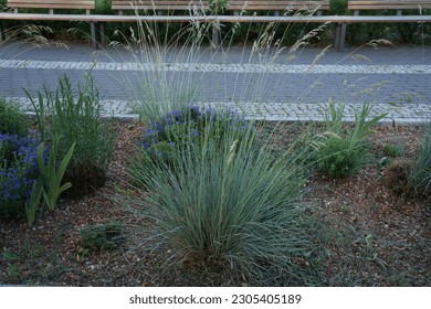 The grass Helictotrichon sempervirens blooms in June. Helictotrichon sempervirens, the blue oat grass, is a species of flowering plant in the true grass family, Poaceae. Berlin, Germany