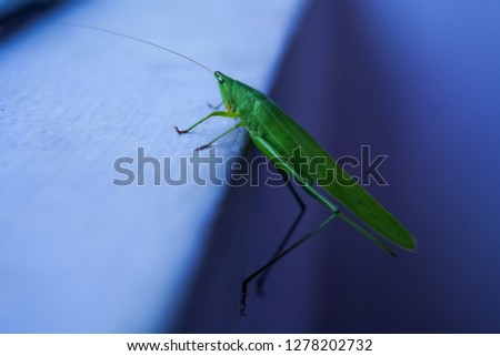 grass hoper, leaf insect close up