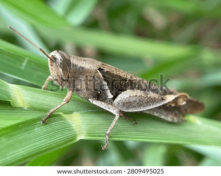 Grass hopper, insect, damage, leaf backgound