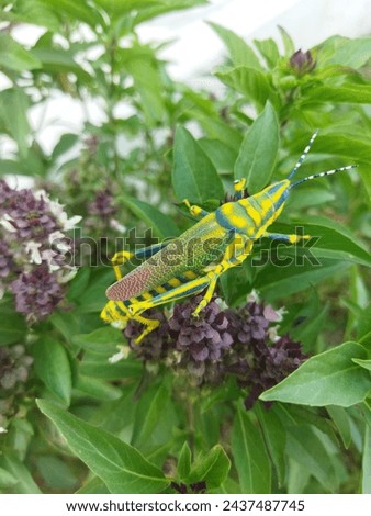 Grass Hopper Multi shade Grass Hopper