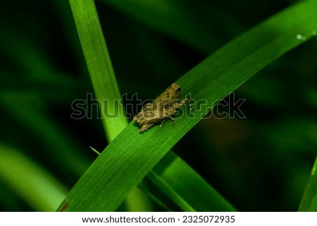 grass insect marco natural plant