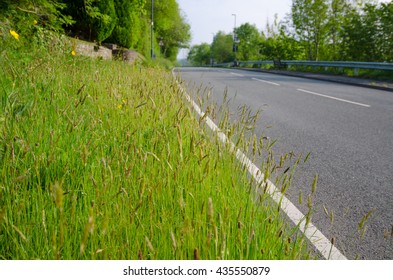 Grass isolate by roadside.