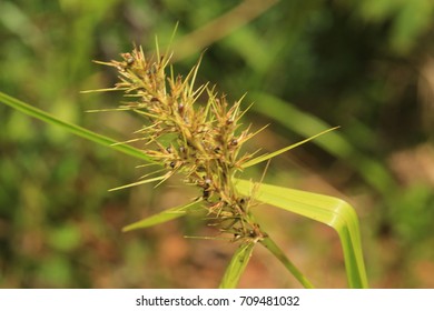 grass isolated on nature background - Shutterstock ID 709481032