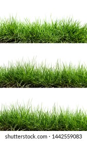 Grass isolated on white background - Shutterstock ID 1442559083