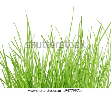 grass isolated on white background