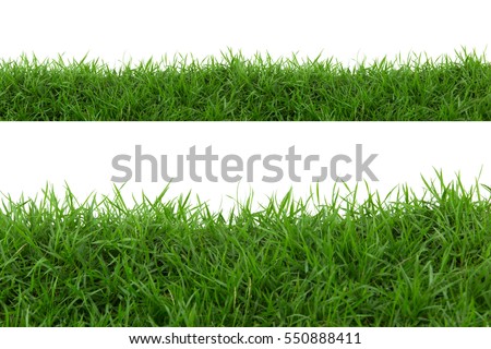 Grass isolated on white background.