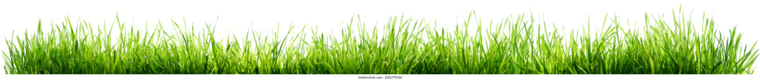 Grass Isolated On White - Spring Border
