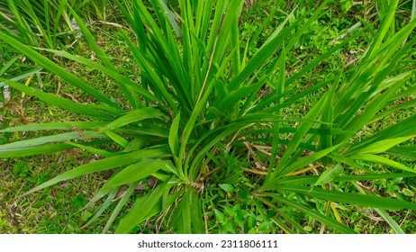 GRASS KOLONJONO grass for animal feed in indonesia - Shutterstock ID 2311806111