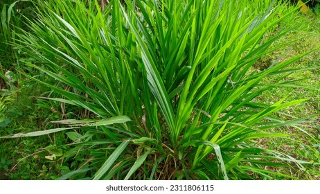 GRASS KOLONJONO grass for animal feed in indonesia - Shutterstock ID 2311806115