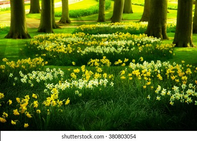 grass lawn with daffodils  in dutch garden 'Keukenhof', Holland, toned