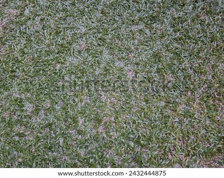 grass, lawn, greensward, sward, turf
