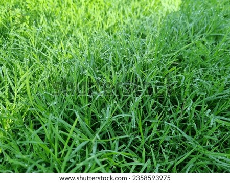 Grass, Lawn, Greensward, turf, sward
