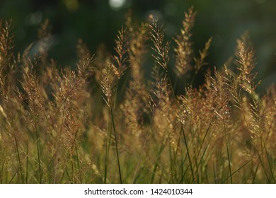 Grass With Light / Cogongrass 