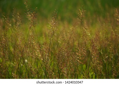 Grass With Light / Cogongrass 