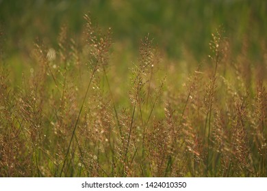 Grass With Light / Cogongrass 