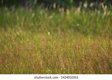 Grass With Light / Cogongrass 