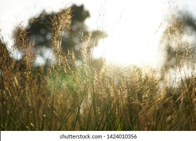 Grass With Light / Cogongrass 