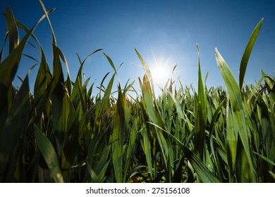 Grass Low Angle Image