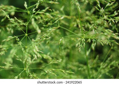 Grass In Macro. Green Background