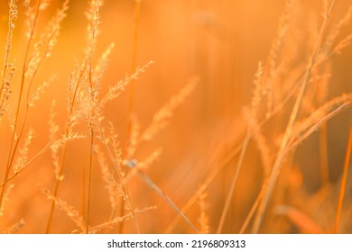 Grass Macro Texture.template Herbal Background In Warm Orange Colors. Autumn Nature Background. Field Grass Stems In Orange Sunset .Autumn Sunset.Grass Stalks In The Sun.natural Plant Background