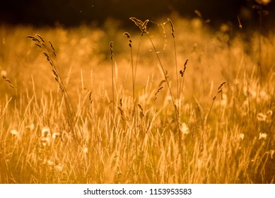 Grass Meadow Sunset Landscape Stock Photo 1153953583 | Shutterstock