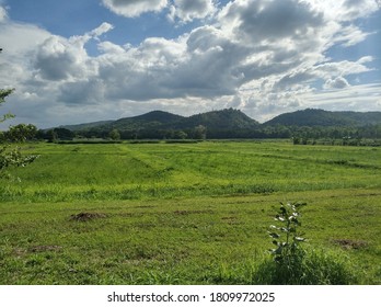 the grass with the mountain