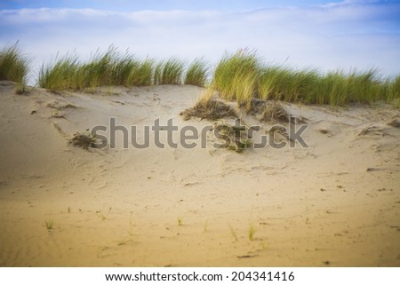 grass on beach